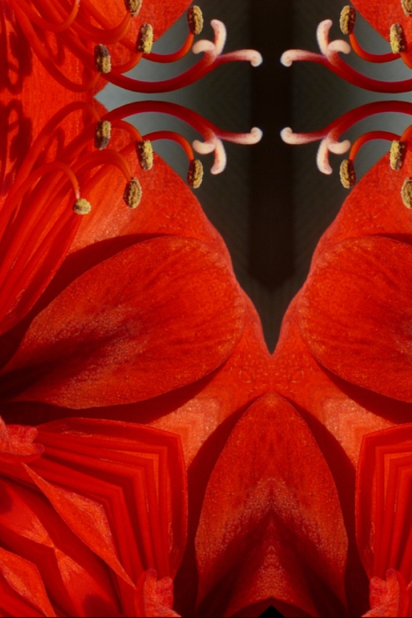 "Amaryllisbluete" © Josi Bennöhr