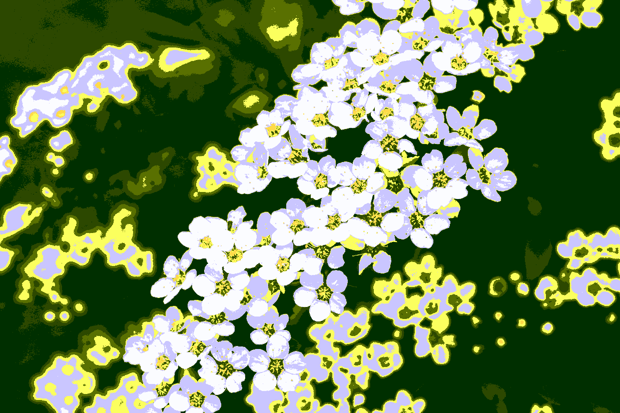 "Birnenblueten" © Josi Bennöhr