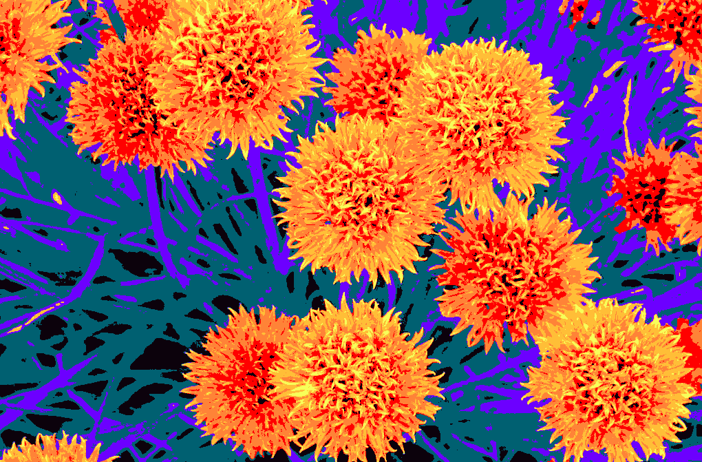 "Schnittlauchblüten" ©2013 Josi Bennöhr