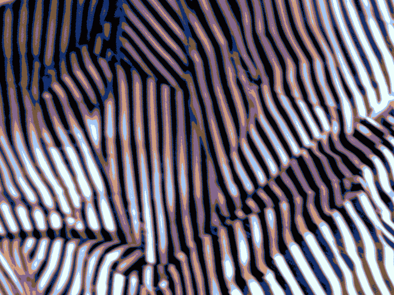 "Streifenknuell-b" © Josi Bennöhr