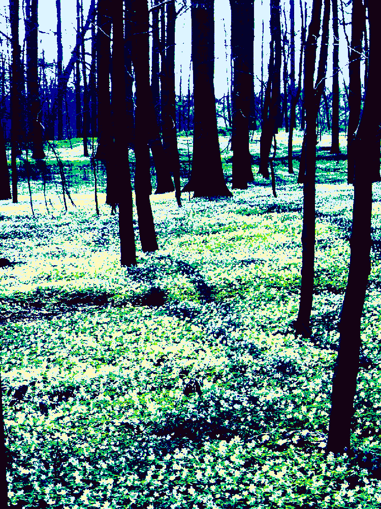 "Wald 2" ©2006/2015 Josi Bennöhr